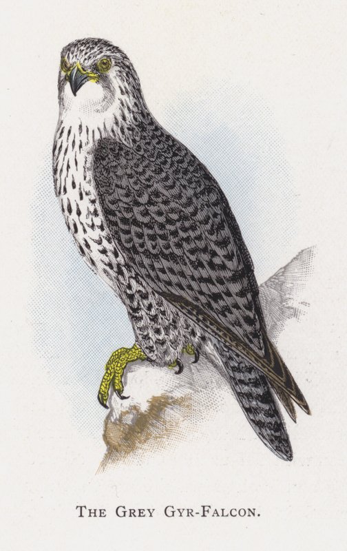 Harmaa Gyr-Falcon tekijältä Alexander Francis Lydon