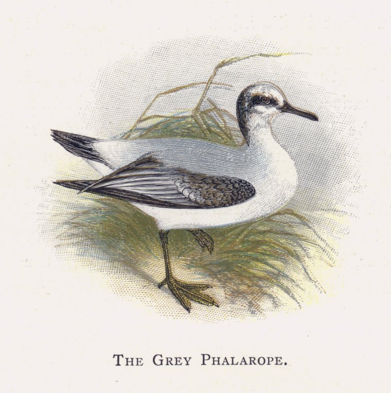 Harmaa phalarope tekijältä Alexander Francis Lydon