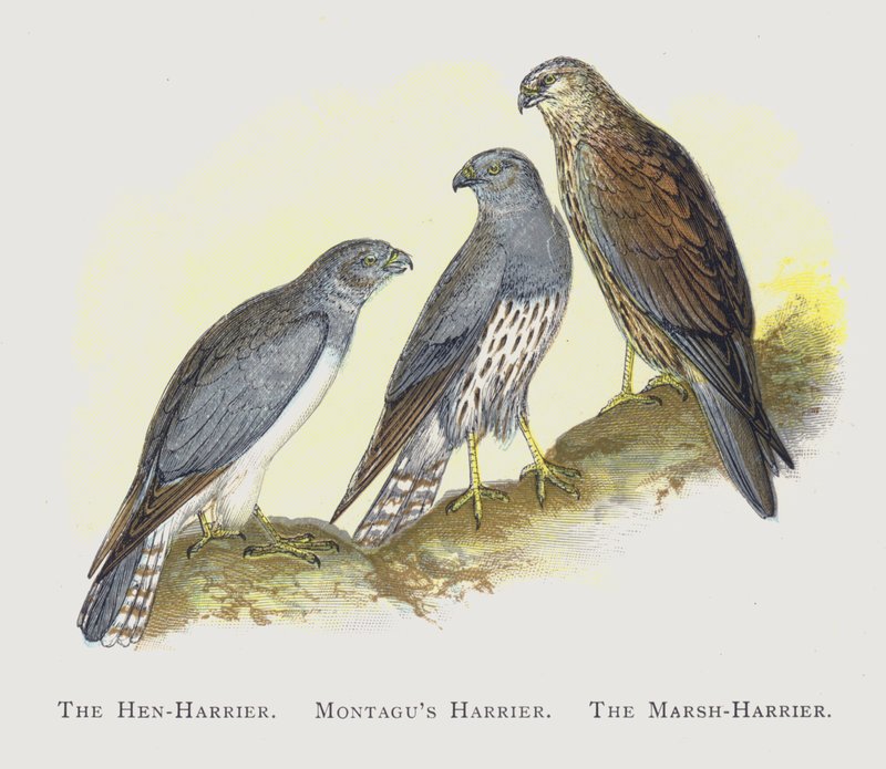 Kanakärki, Montagus Harrier, Marsh-Harrier tekijältä Alexander Francis Lydon