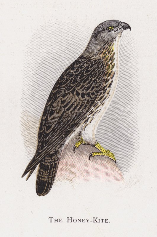 Honey-Kite tekijältä Alexander Francis Lydon
