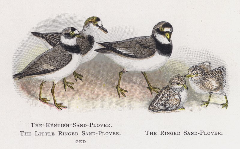 Kentish Sand-Plover, The Little Ringed Sand-Plover, The Ringed Sand-Plover tekijältä Alexander Francis Lydon