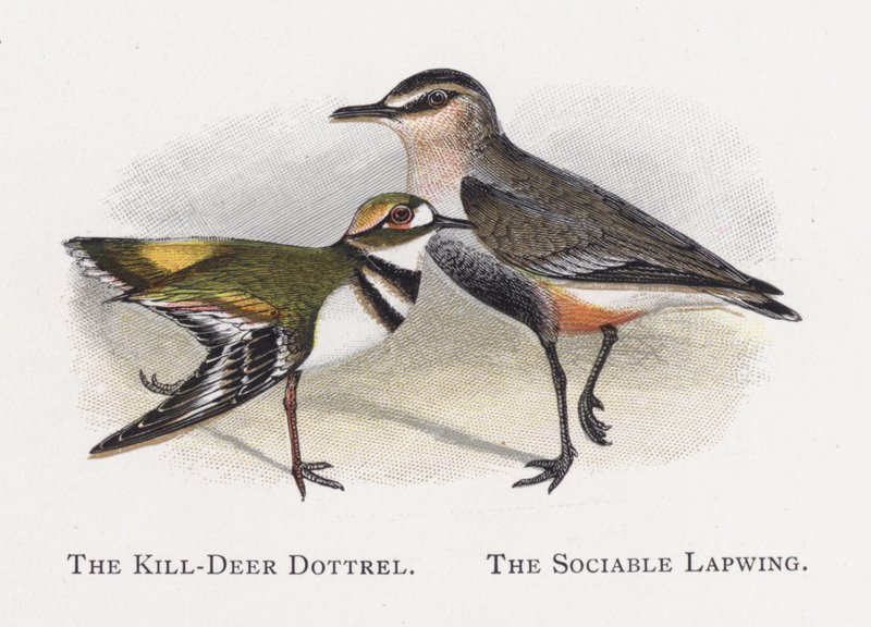 Killdeer Dotterel, seurallinen Lapwing tekijältä Alexander Francis Lydon