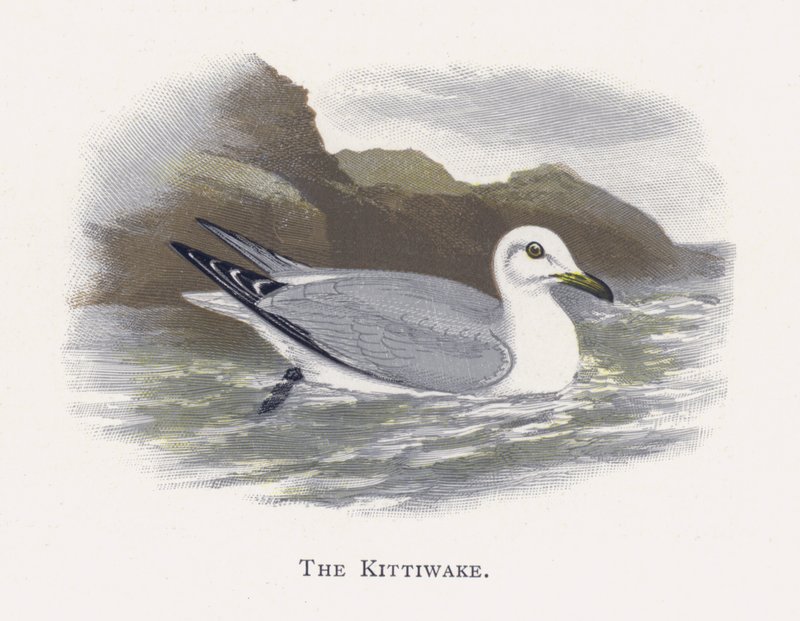 Kittiwake tekijältä Alexander Francis Lydon