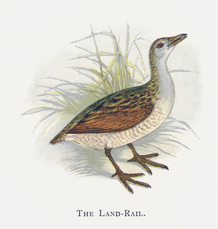Land-Rail tekijältä Alexander Francis Lydon
