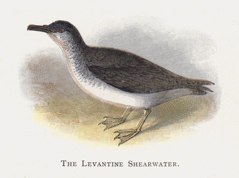 Levantine Shearwater tekijältä Alexander Francis Lydon