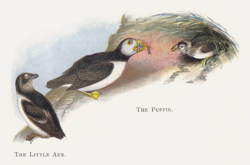 Pikku Auk, Puffin tekijältä Alexander Francis Lydon