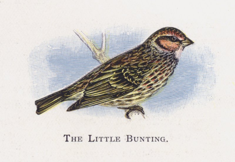 Little Bunting tekijältä Alexander Francis Lydon