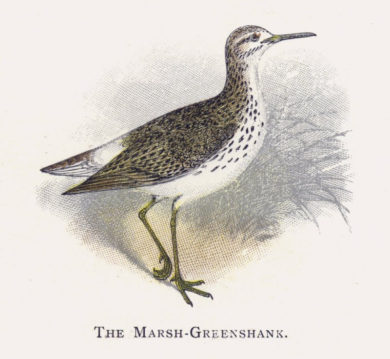 Marsh-Greenshank tekijältä Alexander Francis Lydon
