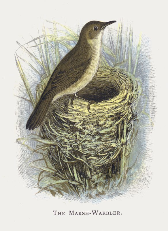 Marsh-Warbler tekijältä Alexander Francis Lydon