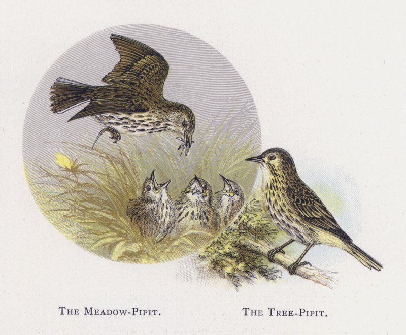 Meadow-Pipit, The Tree-Pipit tekijältä Alexander Francis Lydon