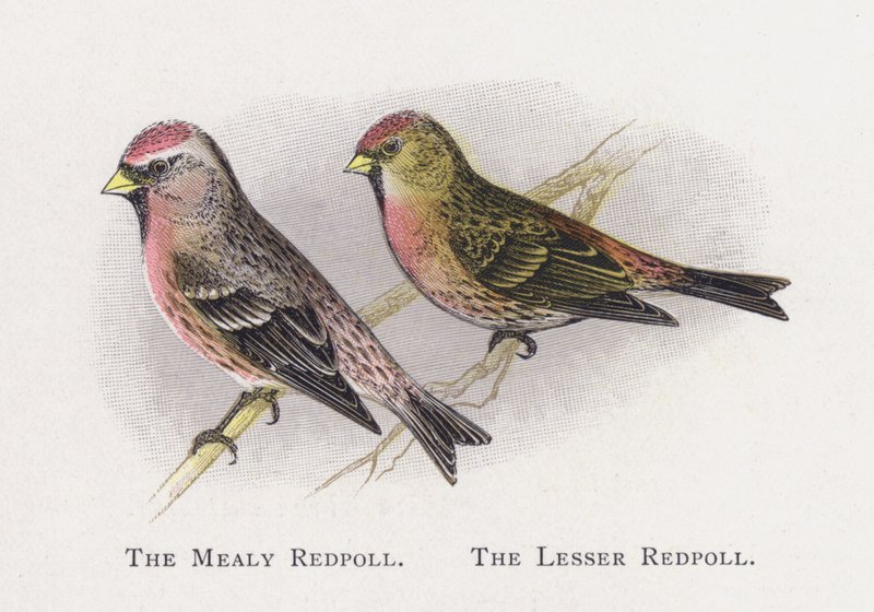 The Mealy Redpoll, The Lesser Redpoll tekijältä Alexander Francis Lydon