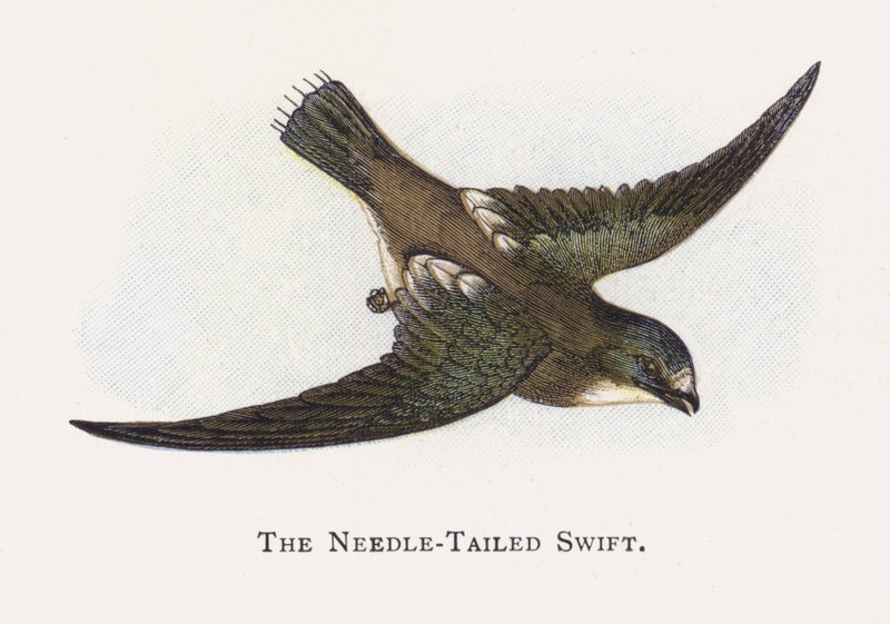 Needle-tailed Swift tekijältä Alexander Francis Lydon