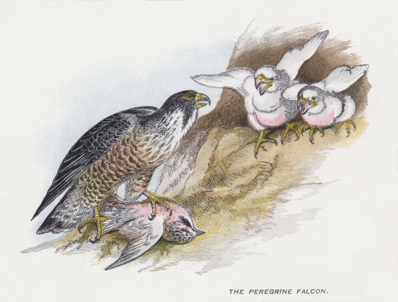 Peregrine Falcon tekijältä Alexander Francis Lydon