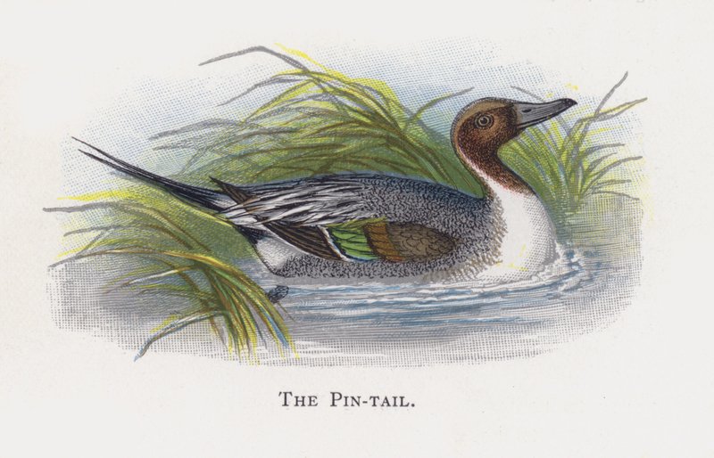 Pin-tail tekijältä Alexander Francis Lydon