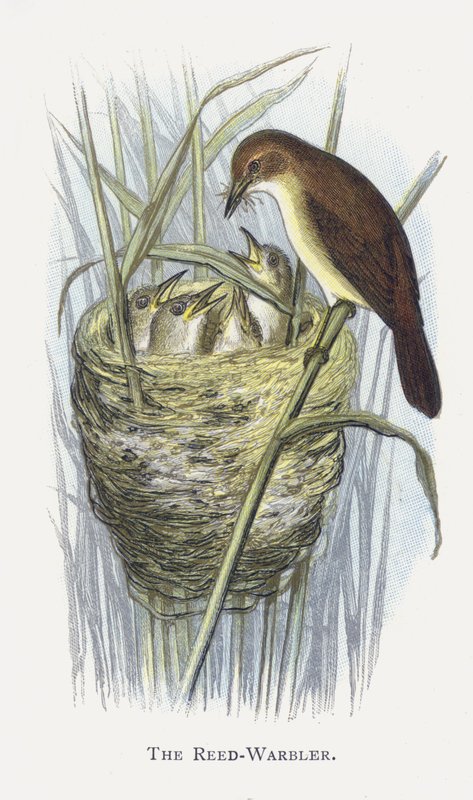 Reed-Warbler tekijältä Alexander Francis Lydon