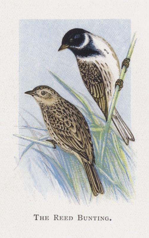 Reed Bunting tekijältä Alexander Francis Lydon