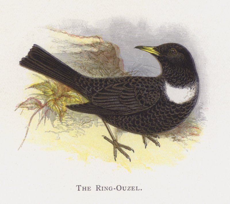 Ring-Ouzel tekijältä Alexander Francis Lydon