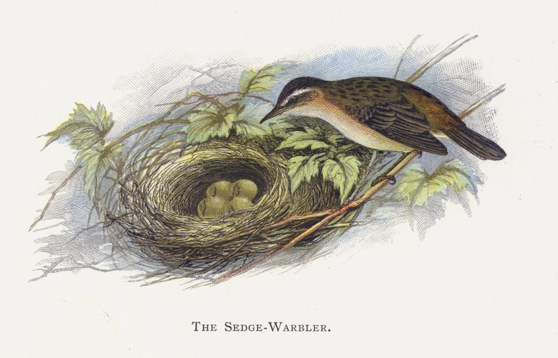 Sedge-Warbler tekijältä Alexander Francis Lydon