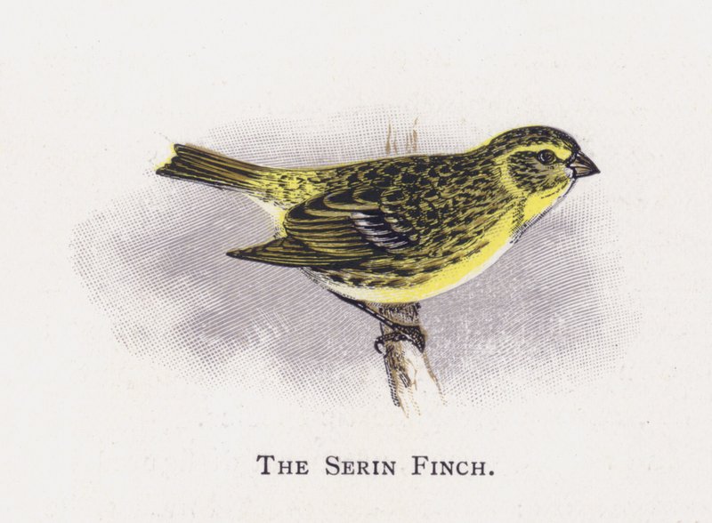 Serin Finch tekijältä Alexander Francis Lydon