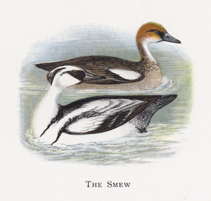 Smew tekijältä Alexander Francis Lydon