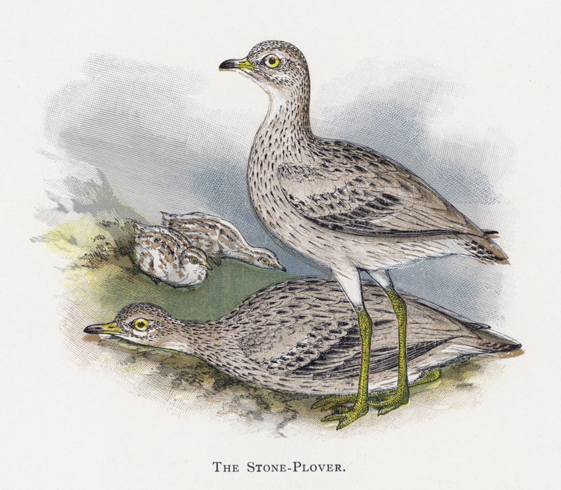 Stone-Plover tekijältä Alexander Francis Lydon