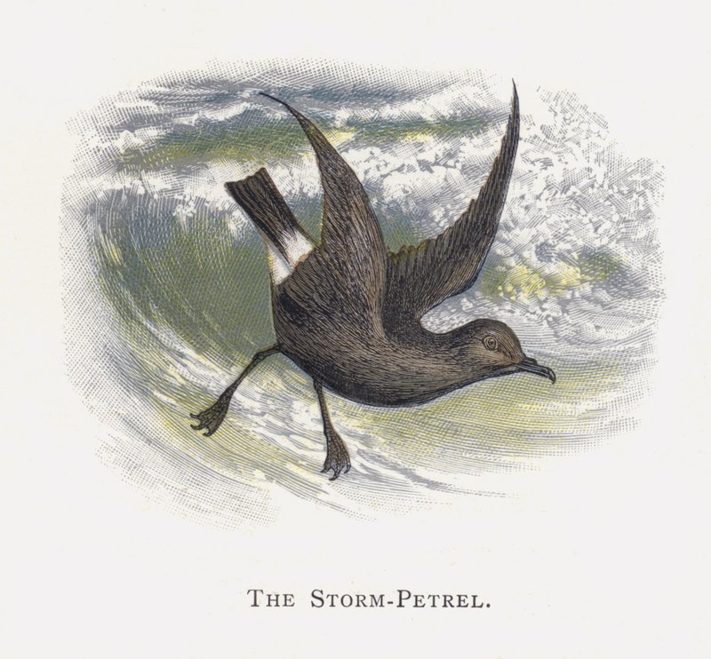 Myrsky-Petrel tekijältä Alexander Francis Lydon
