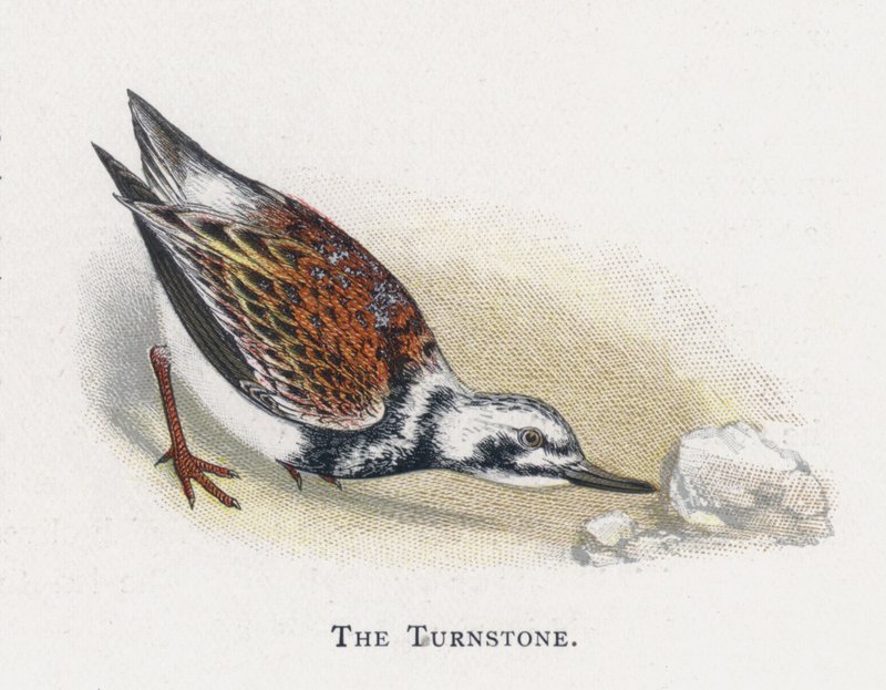 Turnstone tekijältä Alexander Francis Lydon