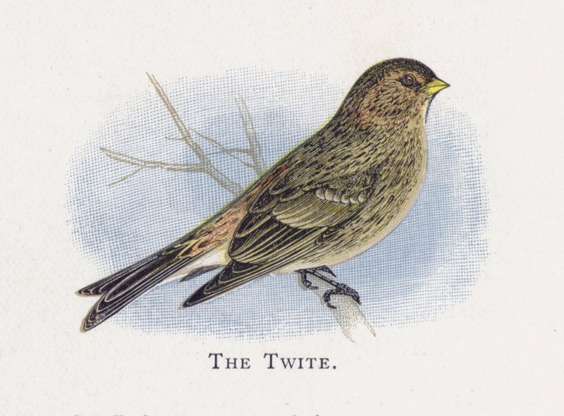 Twite tekijältä Alexander Francis Lydon