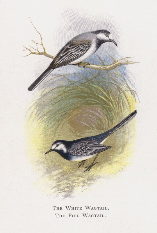 White Wagtail, The Pied Wagtail tekijältä Alexander Francis Lydon