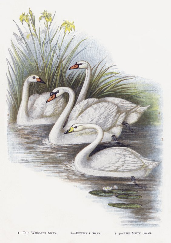 Laulujoutsen, Bewicks Swan, Kyhmyjoutsen tekijältä Alexander Francis Lydon