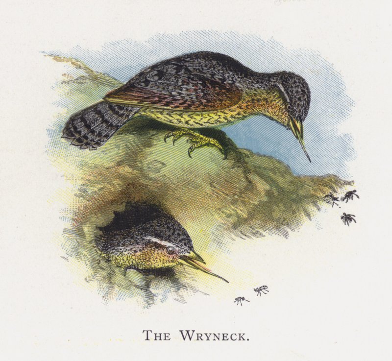 Wryneck tekijältä Alexander Francis Lydon