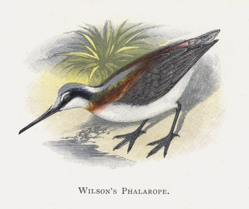 Wilsons Phalarope tekijältä Alexander Francis Lydon