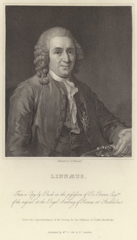 Linnaeus tekijältä Alexander Roslin