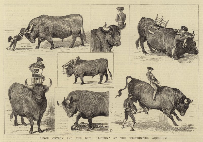 Senor Ortega ja Bull Ligero Westminster Aquariumissa tekijältä Alfred Chantrey Corbould