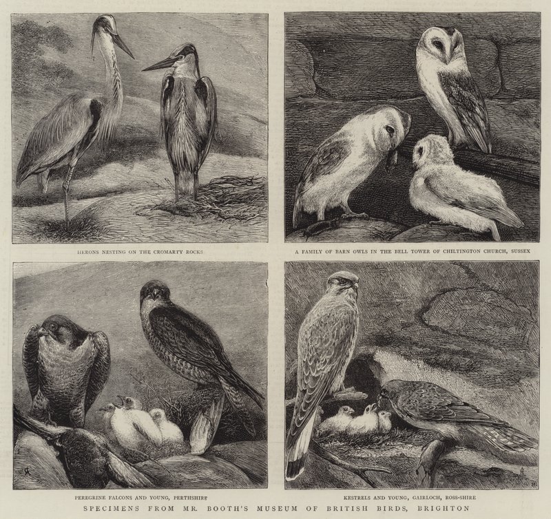 Näytteitä Mr Boothin British Birds -museosta, Brightonista tekijältä Alfred Chantrey Corbould