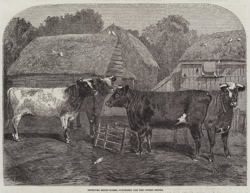 Parannetut Short-Horns, ostettu Yhdysvalloista tekijältä Alfred Courbould