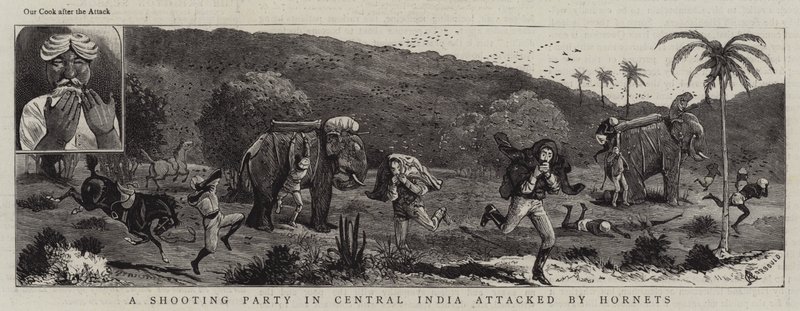 Hornetit hyökkäsivät ampujien kimppuun Keski-Intiassa. tekijältä Alfred Chantrey Corbould