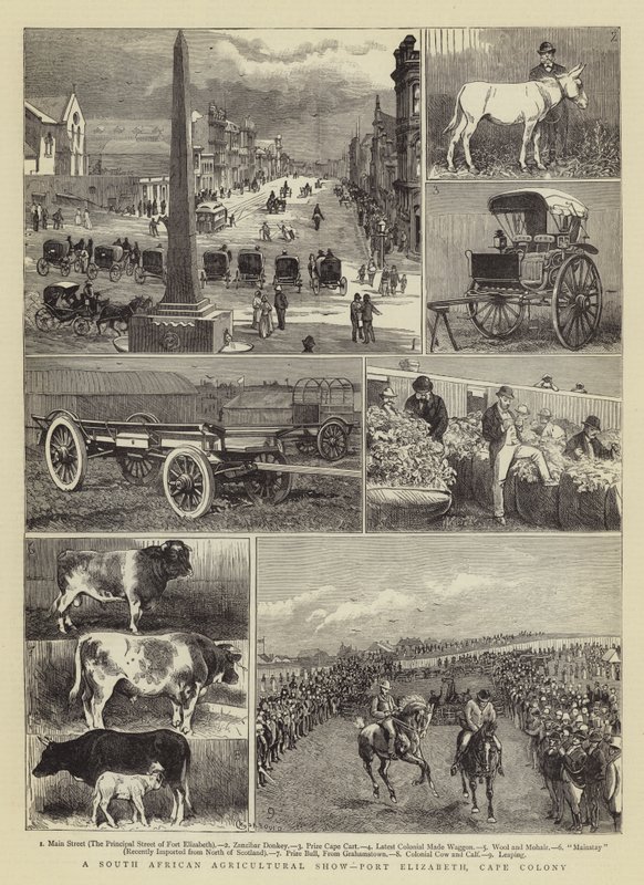 Etelä-Afrikan maatalousnäyttely, Port Elizabeth, Cape Colony tekijältä Alfred Chantrey Corbould