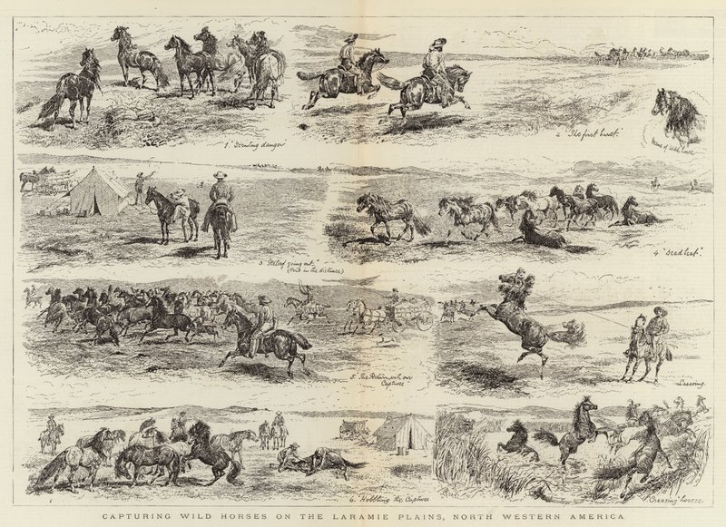 Villihevosten vangitseminen Laramie Plainsilla, Luoteis-Amerikassa tekijältä Alfred Chantrey Corbould