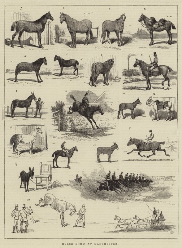 Hevosnäyttely Manchesterissa tekijältä Alfred Chantrey Corbould