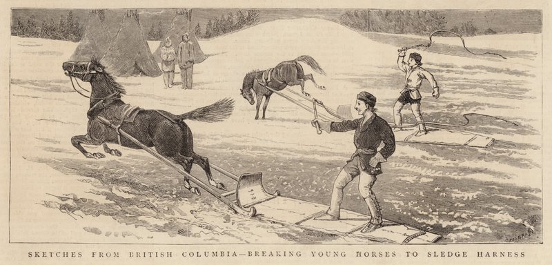 Luonnoksia British Columbiasta, murtamalla nuoria hevosia rekivaljaisiin tekijältä Alfred Chantrey Corbould
