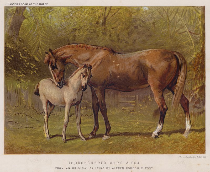 Täysverinen tamma ja varsa (väri litho) tekijältä Alfred Chantrey Corbould