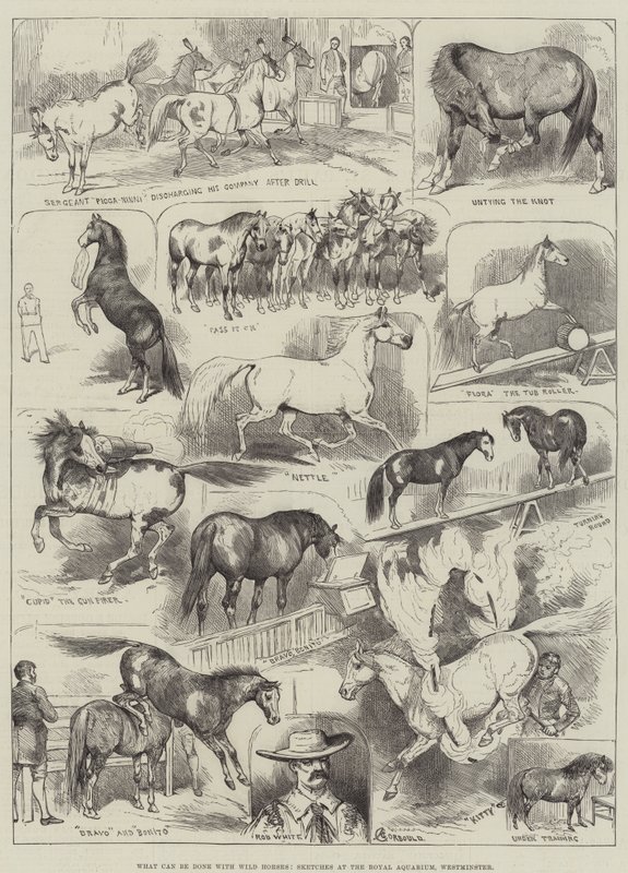 Mitä voidaan tehdä Wild Horsesilla, Luonnokset kuninkaallisessa akvaariossa, Westminster tekijältä Alfred Courbould