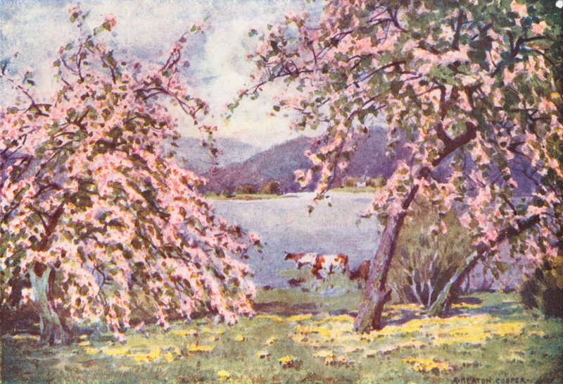 Lake District: Esthwaite Water, Apple Blossom (värilitografia). tekijältä Alfred Heaton Cooper
