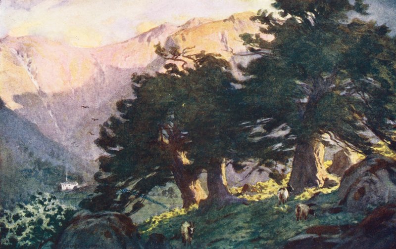Lake District: Borrowdale Yews, ilta (värilitro). tekijältä Alfred Heaton Cooper