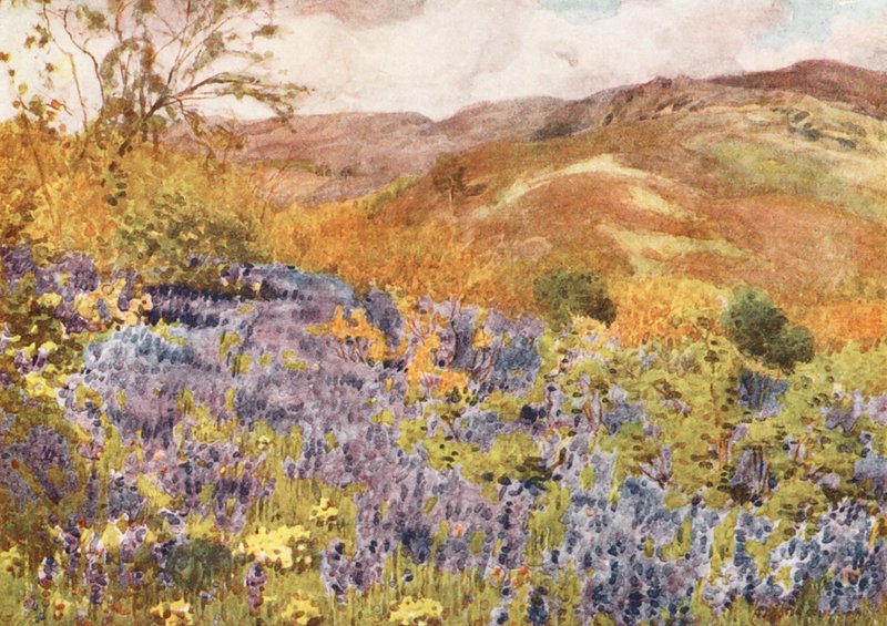 Lake District: (värilitro): Wild Hyacinths (värilitro) tekijältä Alfred Heaton Cooper