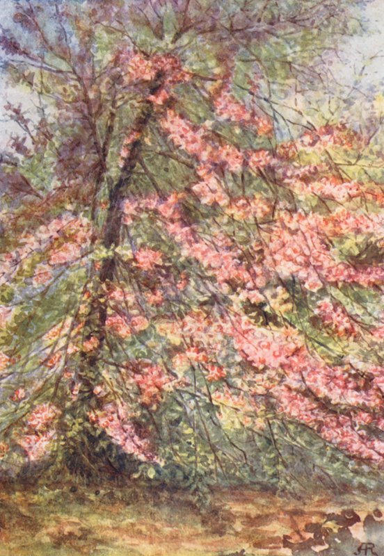 New Forest: The Enclosure, Wild Crab Blossom (värilitografia). tekijältä Alice Julia Argles