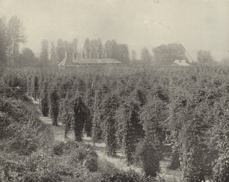 Washington Hop Yard (m/w kuva) tekijältä American Photographer (after)