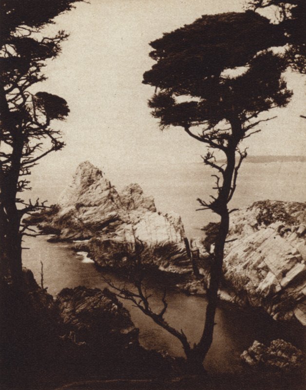 Kalifornia: Monterey Cypress (m/w kuva) tekijältä American Photographer (after)