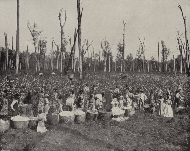 Cotton Picking a Mississippi (foto b/n) finlandès tekijältä American Photographer (after)